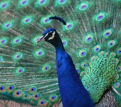 tier, pfau