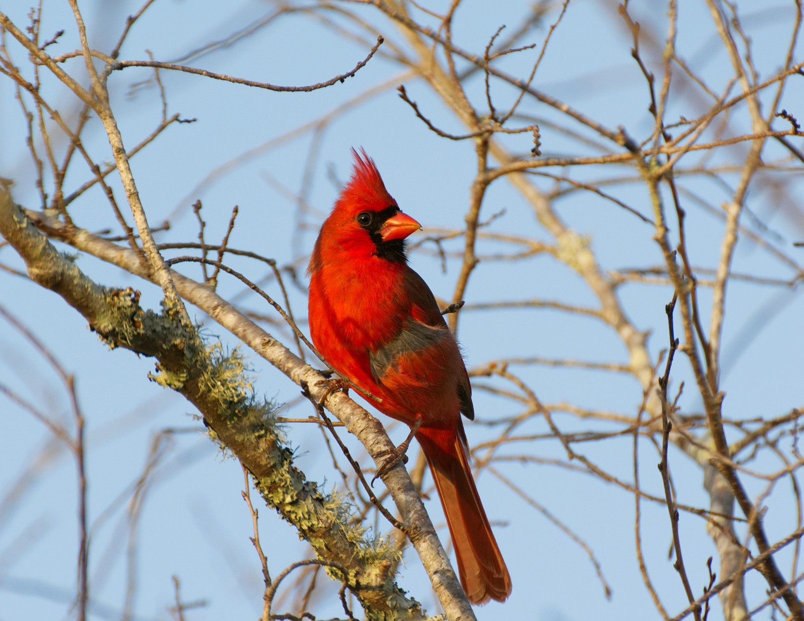 Téléchargez le fond d'écran animaux, oiseau, oiseaux, cardinal, cardinaux