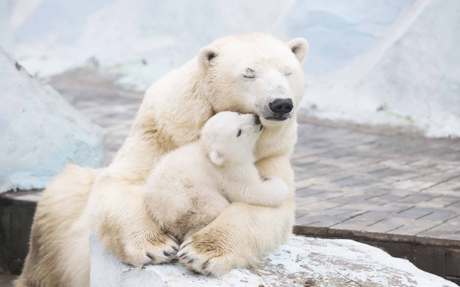 Há um urso polar segurando um filhote de urso (animal, ursos, polar)