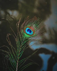 Download eye, feather, nature wallpaper, peacock, peacock feather for free