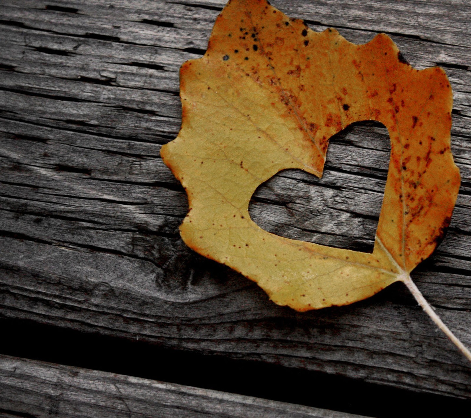 Arafed leaf with a heart shaped hole on a wooden surface (autumn, beautiful, leaf, nature, orange)