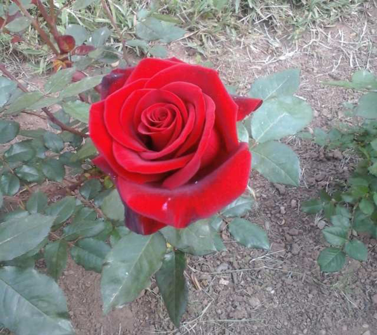 Uma rosa vermelha que está florescendo no jardim (ambição, flor, amor, natural, natureza)