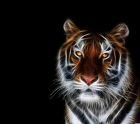 Majestic Tiger Against a Black Background