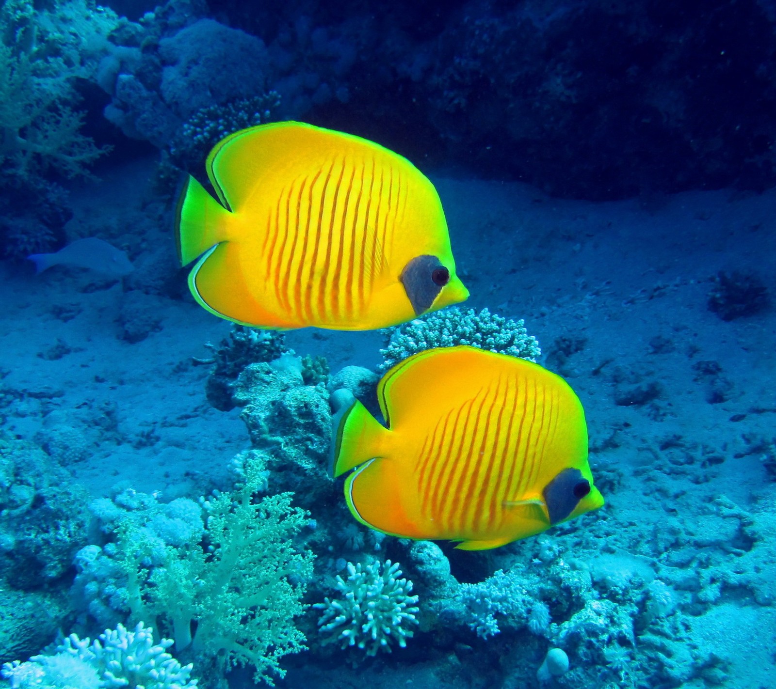 Dos peces amarillos y negros nadando en el océano cerca de coral. (coral, peces, océano, arrecife, tropical)