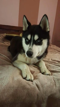 tier, schwarz, dämon, husky