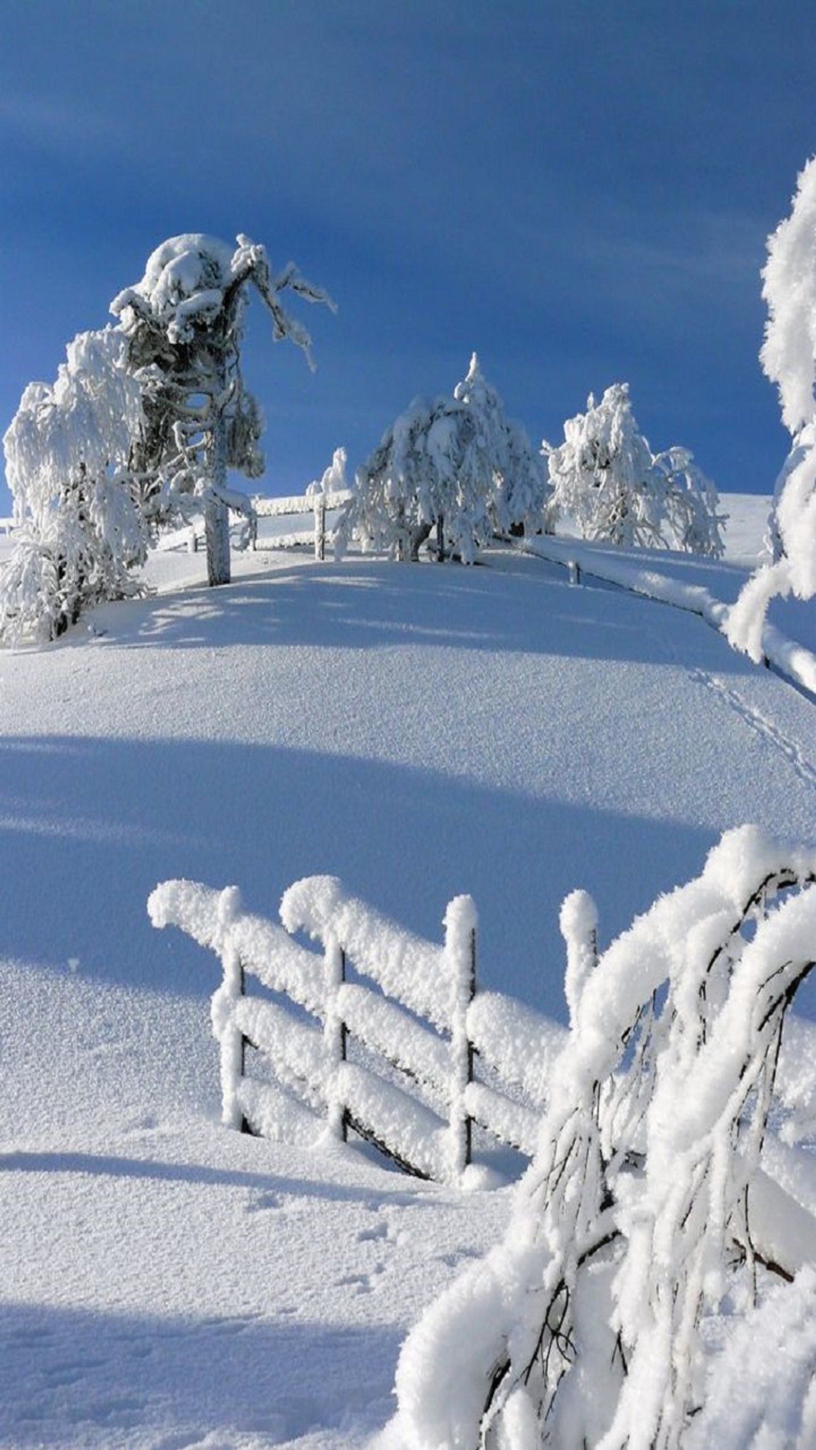 Árvores cobertas de neve e uma cerca na neve em um dia ensolarado (neve, inverno)