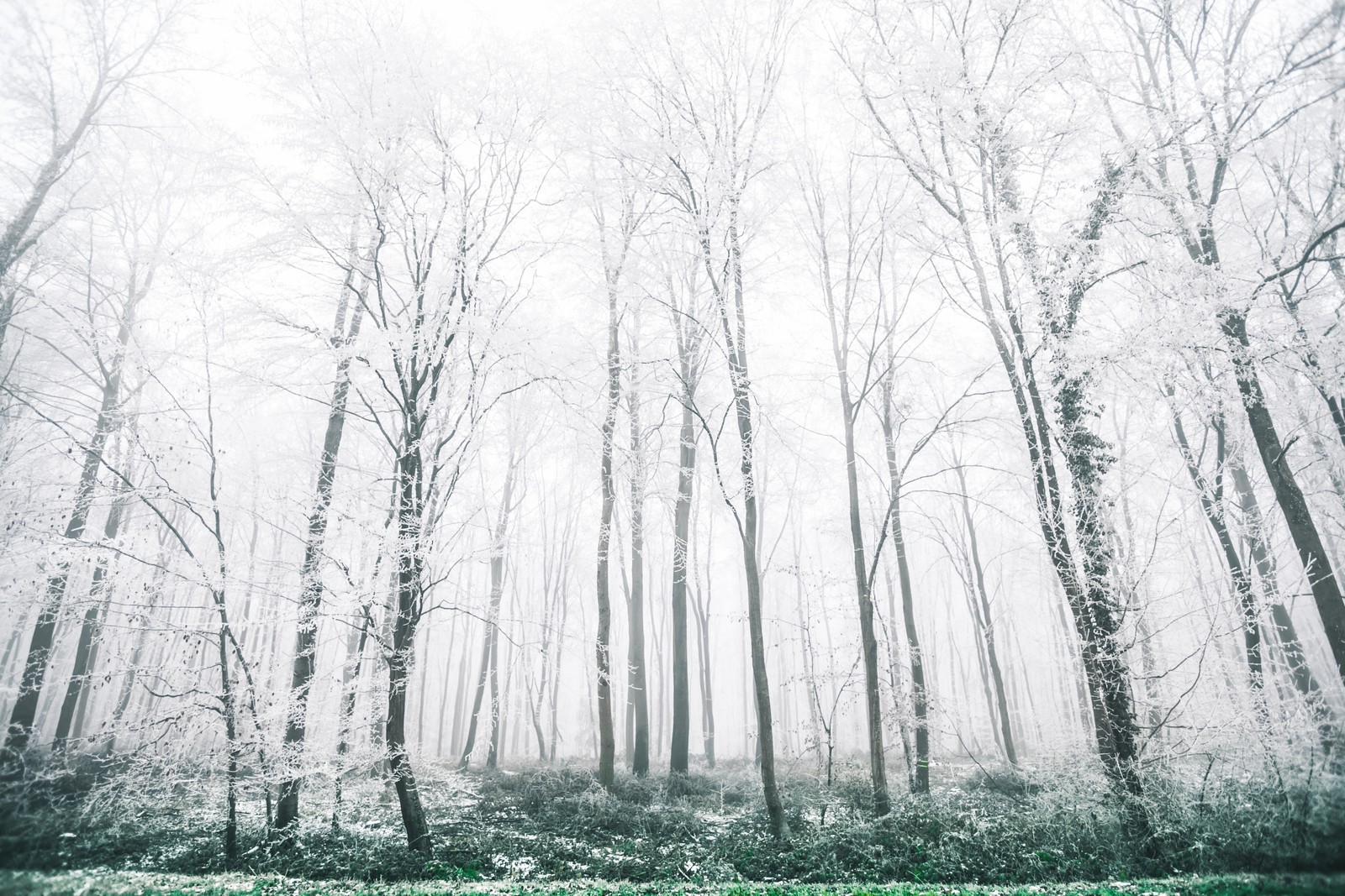 Téléchargez le fond d'écran frozen, vert, arbre, blanc, hiver