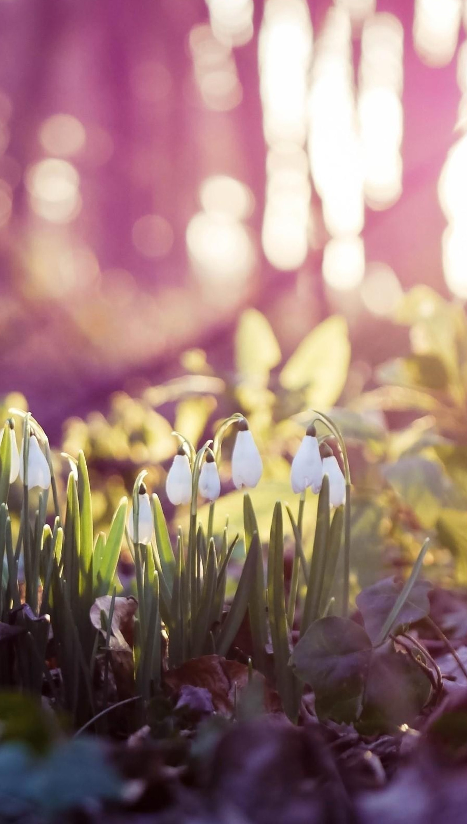 Hay muchas flores blancas creciendo del suelo (flores, mañana, luz del sol)