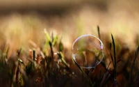 Delicate Soap Bubble Reflecting Sunlight Among Spring Grass