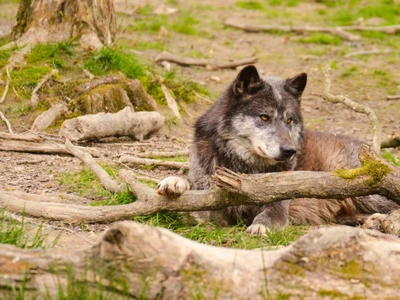 A solitary wolf resting among fallen branches in a lush forest setting.