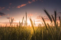 Pôr do sol dourado sobre as gramíneas da pradaria