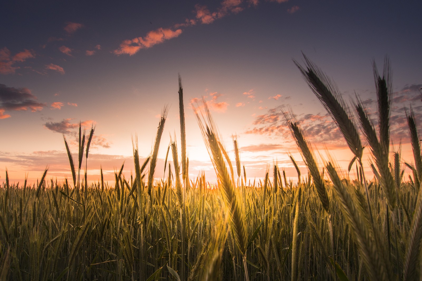 Un primer plano de un campo de trigo con el sol poniéndose al fondo (atardecer, pasto, noche, horizonte, familia de hierbas)