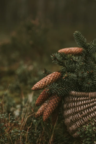 Cônes d'épinette et feuillage dans un panier tissé