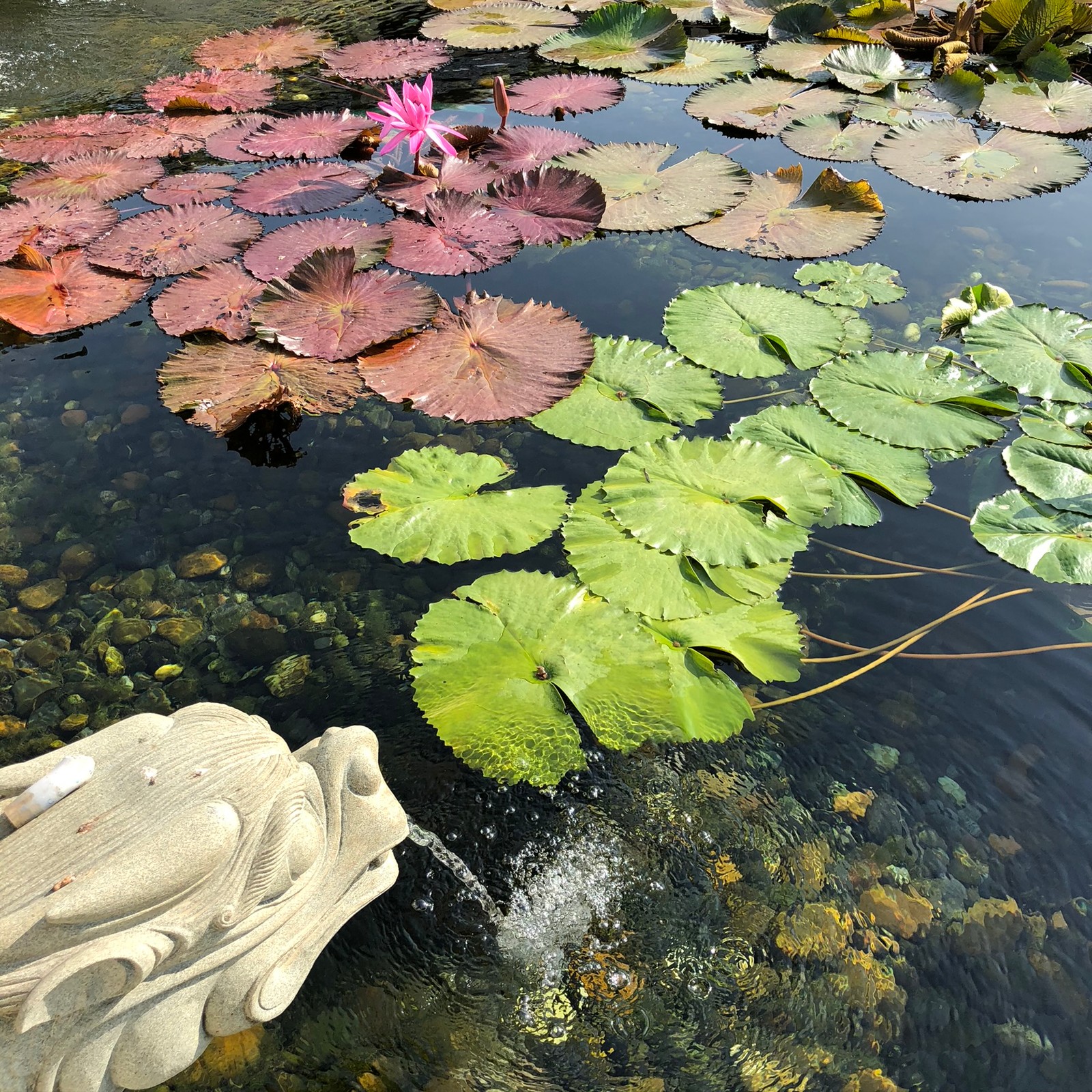 Il y a une statue d'une personne assise sur une roche dans un étang (feuille, ressources en eau, eau, plante aquatique, plan deau)