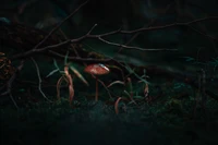 Radiant Mushroom Amidst Dark Forest Shadows