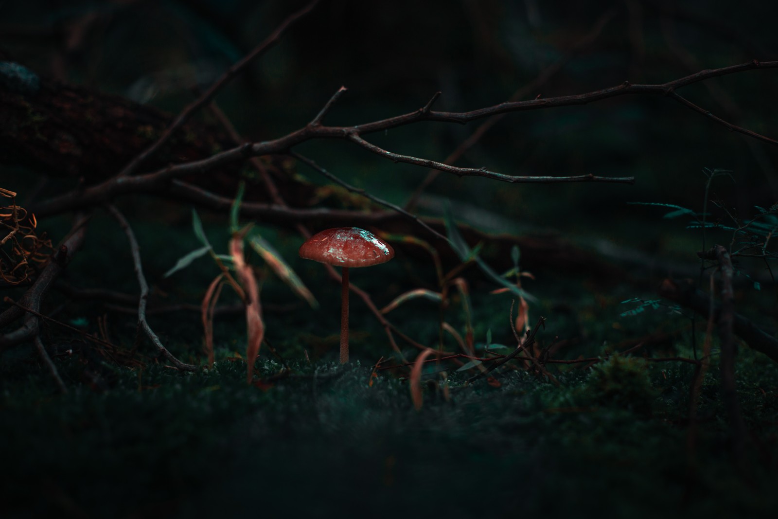 There are two mushrooms that are standing in the grass (nature, black, green, darkness, red)