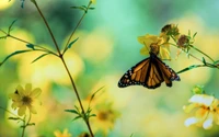 Mariposa monarca polinizando flores amarillas