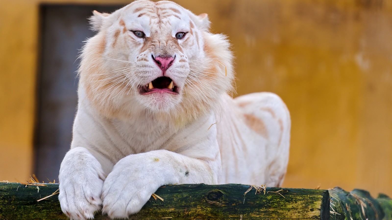 Araffe white tiger with a yellow mane and a black nose (white tiger, bengal tiger, siberian tiger, roar, plant)