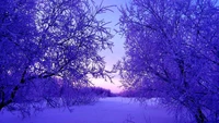 Paysage d'hiver embrassé par le gel dans des teintes tranquilles de bleu et de violet