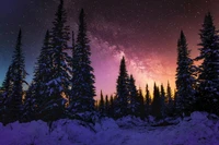 Coucher de soleil d'hiver sous la Voie lactée : Forêt de pins couverte de neige