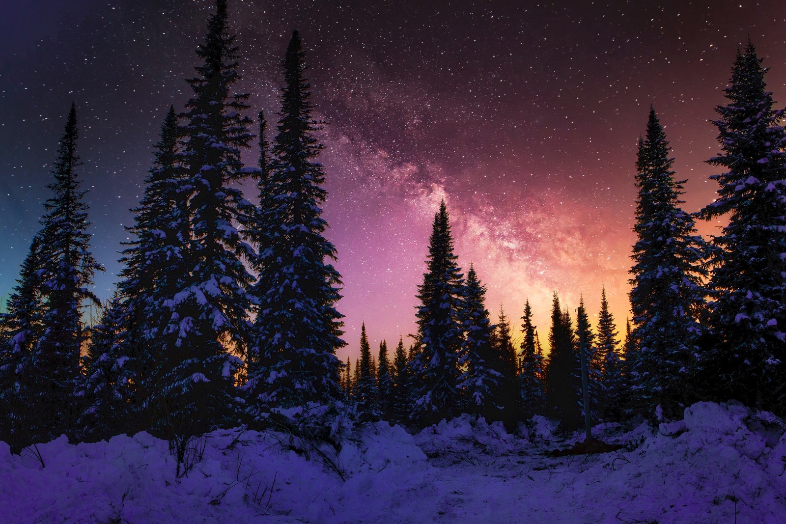 Un ciel nocturne avec des étoiles et des arbres au premier plan (hiver, voie lactée, couvert de neige, pins, coucher de soleil)