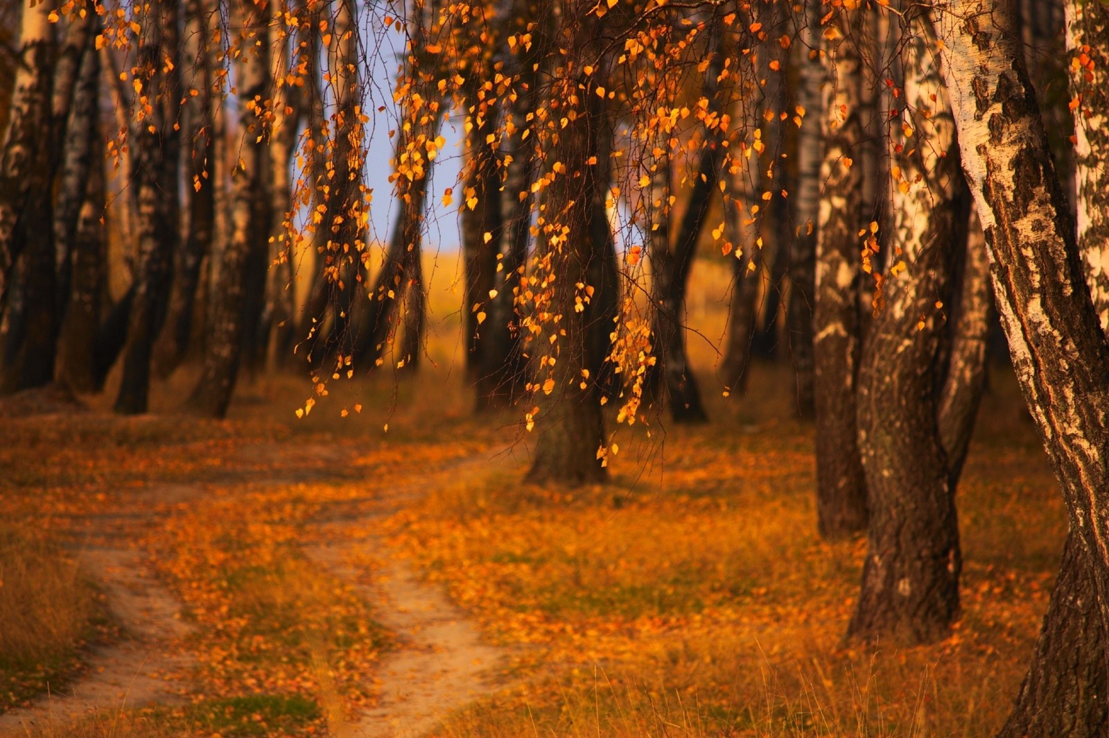 evening, autumn, tree, forest, woodland wallpaper