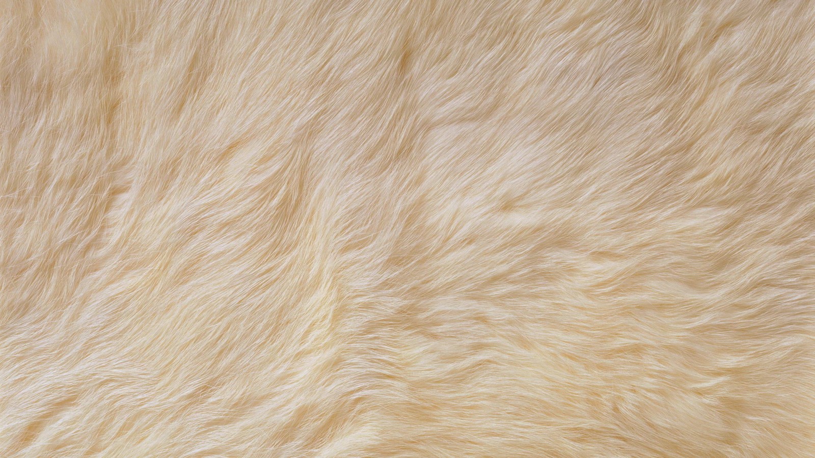 A close up of a white fur textured background with a black cat (fur, beige, wood, flooring, close up)