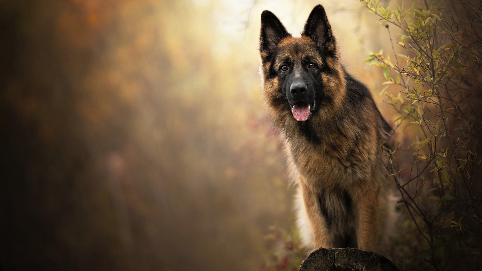 Image floue d'un chien se tenant sur une pierre dans une zone boisée (chien, danois, berger allemand, berger australien, chiot)