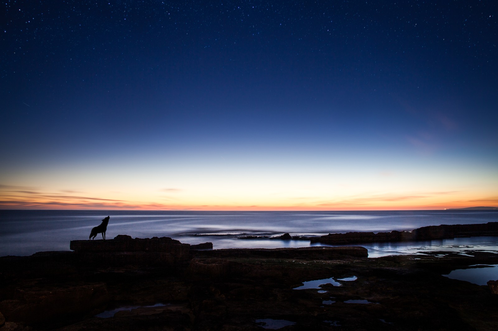 Araffe standing on a rock at the edge of a body of water (silhouette, wolf, horizon, cloud, sea)