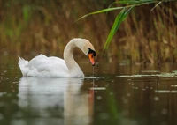 Cisne elegante nadando graciosamente en un lago tranquilo