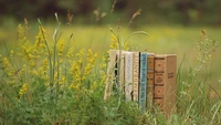 Escapada literária de primavera em um campo de flores silvestres amarelas da pradaria