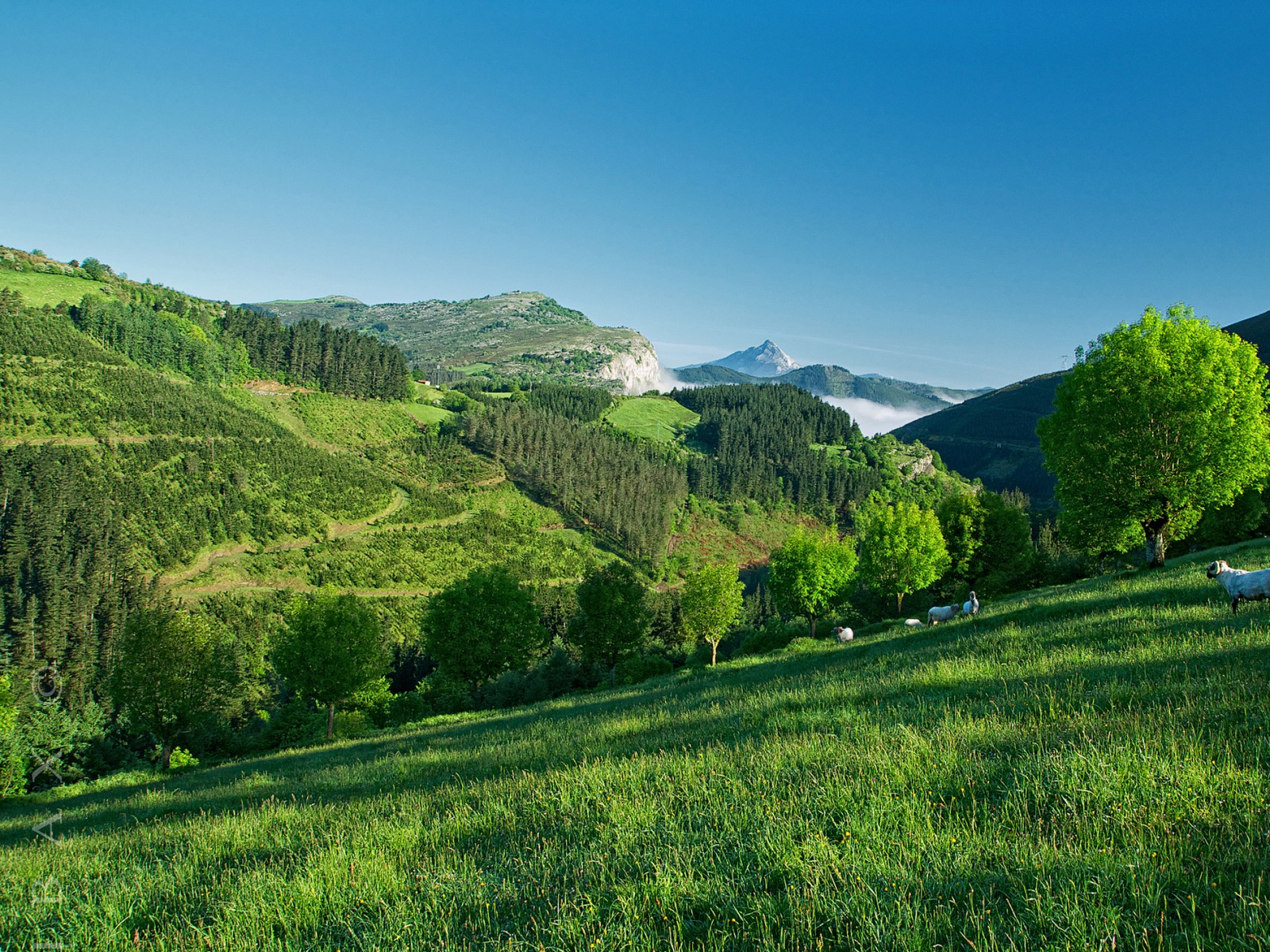 Muitas vacas pastando em um campo nas montanhas (formas montanhosas, verde, natureza, terras altas, vegetação)