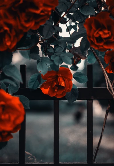 Vibrant Red Roses Blooming Against a Dark Iron Fence