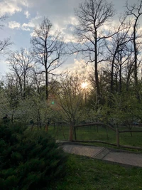 blatt, natur, zweig, wolke, baum