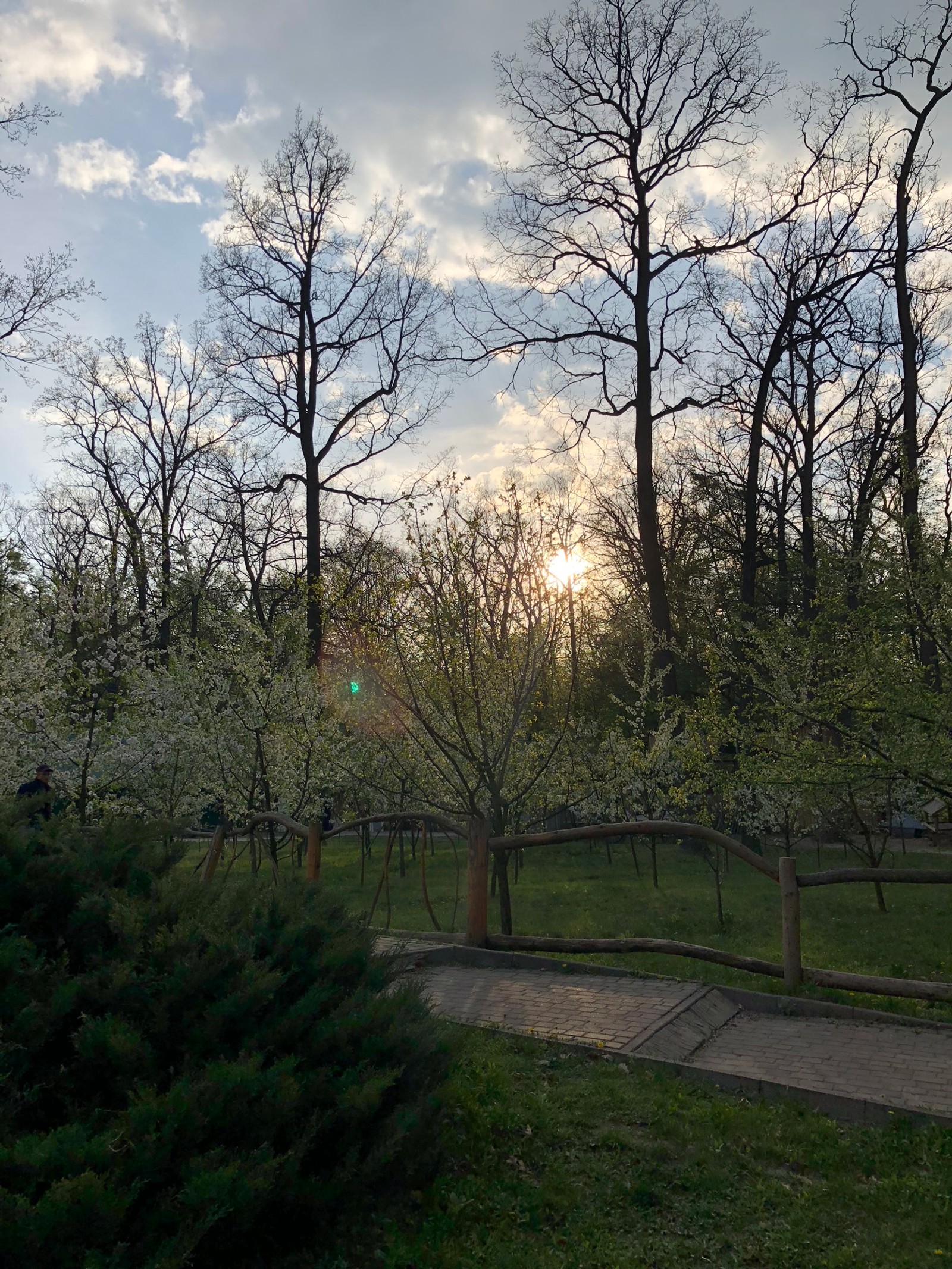 Trees in a park with a path and a bench in the foreground (leaf, nature, branch, cloud, tree)