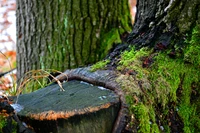 Souche ancienne embrassée par de la mousse verte luxuriante dans une forêt d'hiver.