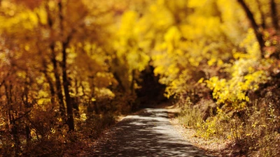 Caminho de outono através de uma floresta dourada