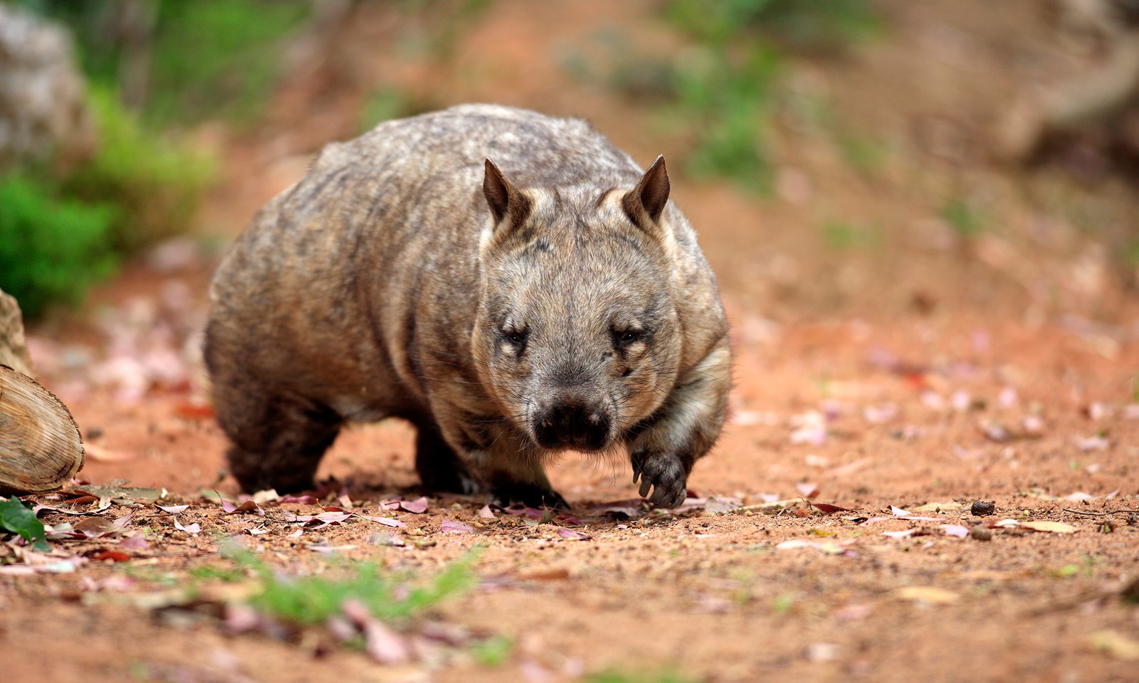 Nahaufnahme eines kleinen tieres, das einen schotterweg entlang läuft (landsäugetier, wildleben, wombat, schnauze, beuteltier)