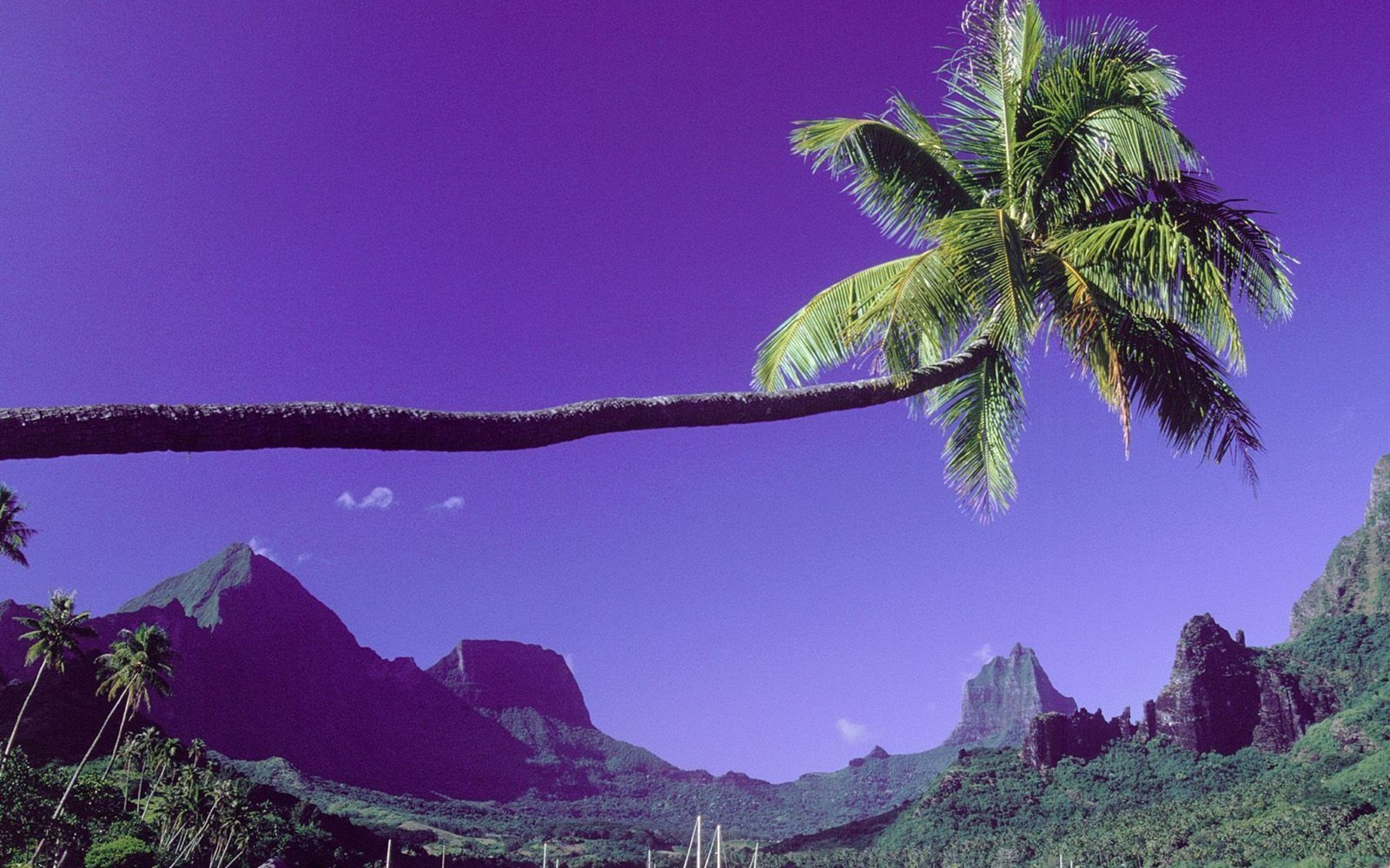 tahiti, bora bora, tree, mountain, palm tree Download Wallpaper