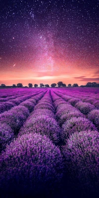 Starlit Lavender Fields Under a Vibrant Sky