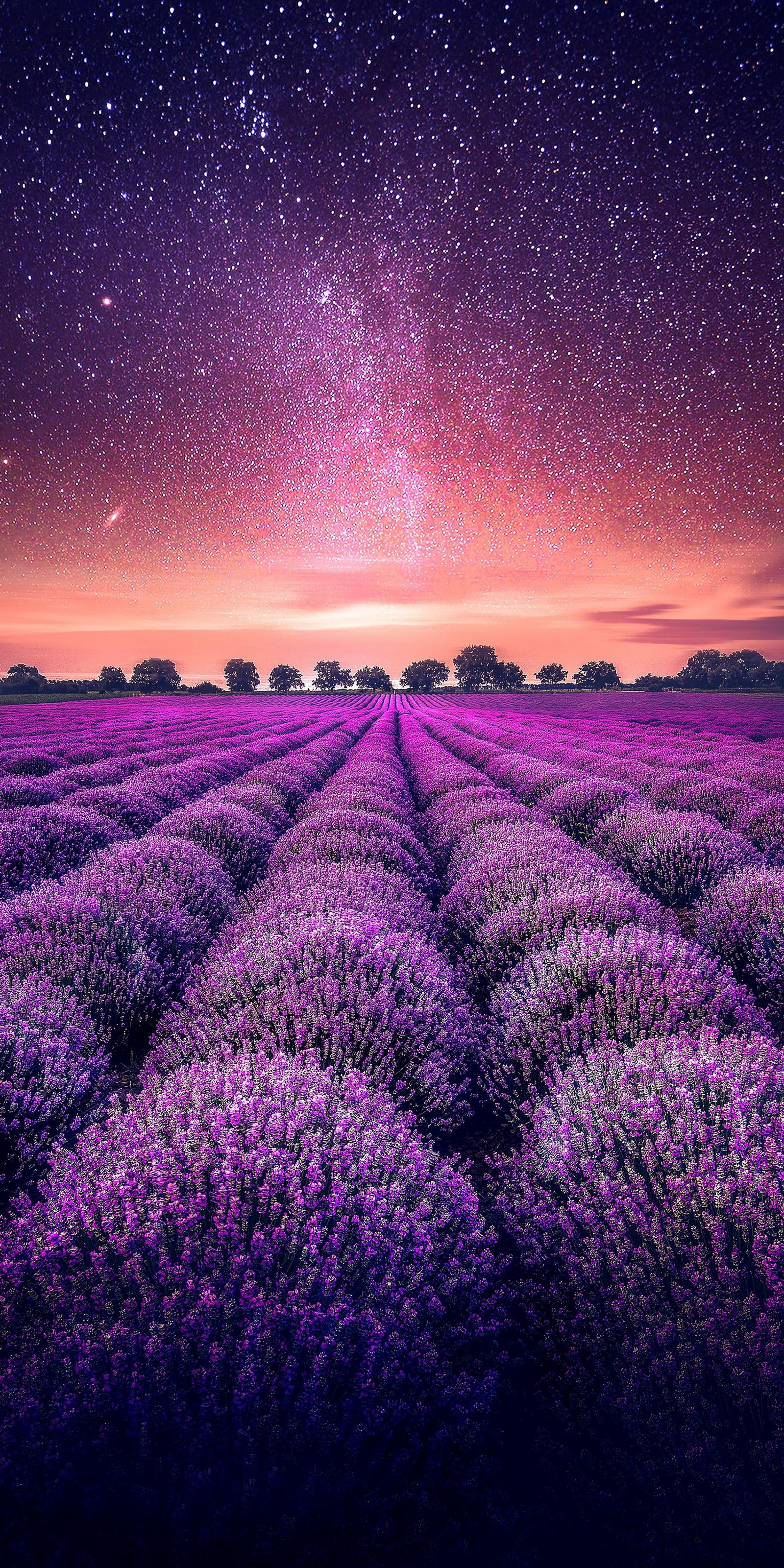 Un champ violet avec des étoiles et un ciel violet (lavande, jardin, plante, fleur, écorégion)