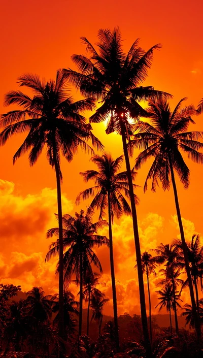 orange, palm trees, sunset