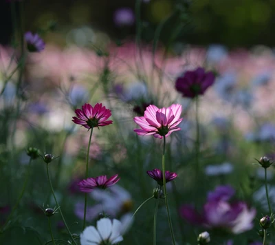 blumen, frühling