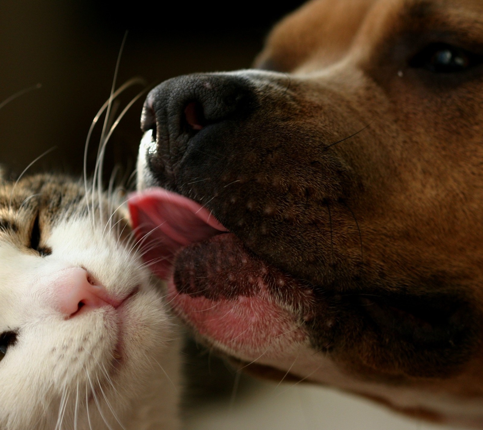 Téléchargez le fond d'écran chat, chien, animaux de compagnie