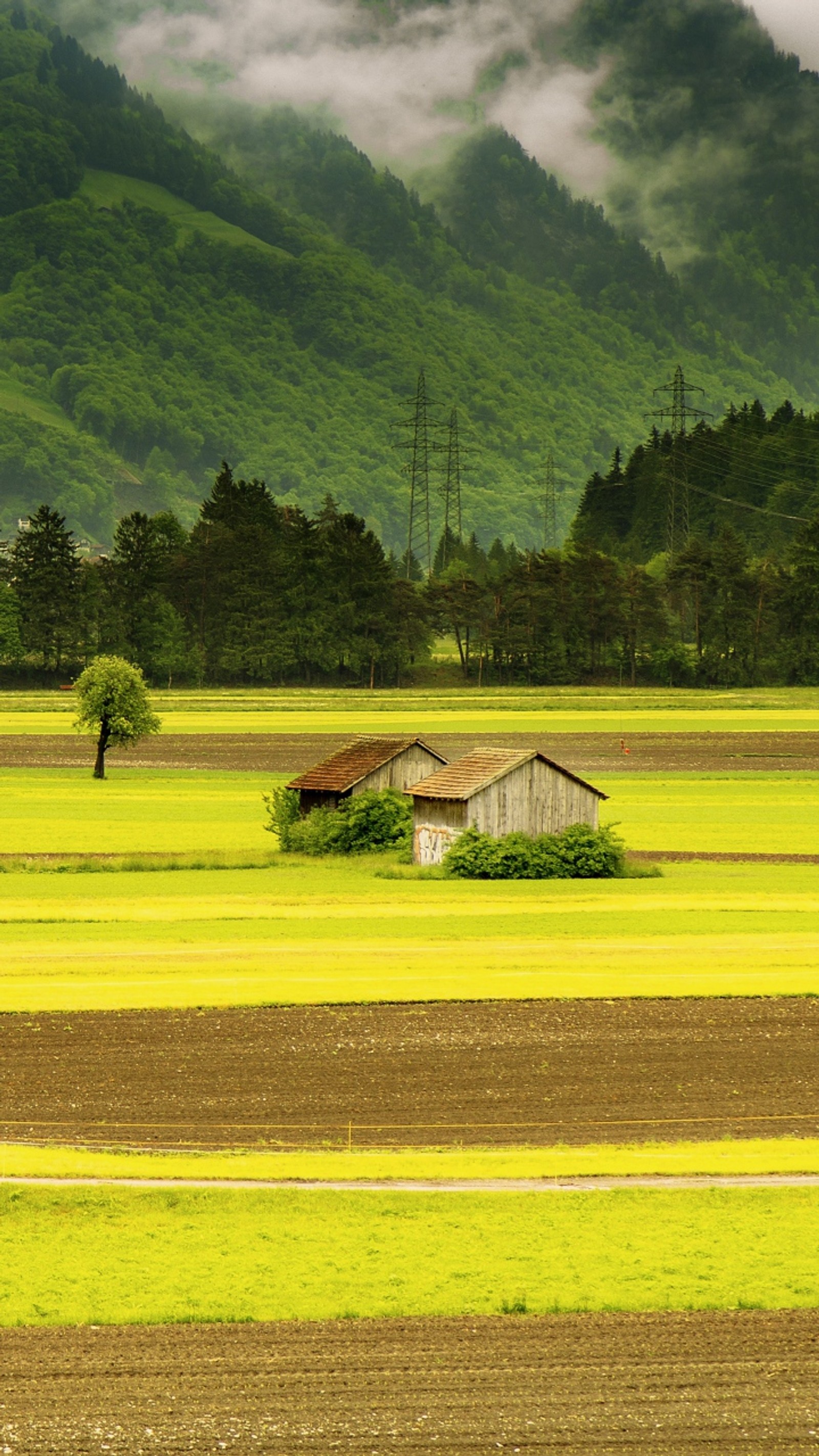 Descargar fondo de pantalla moun, tain