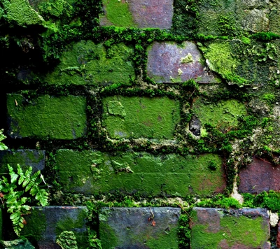 Vibrant green moss covering aged brick wall with ferns.