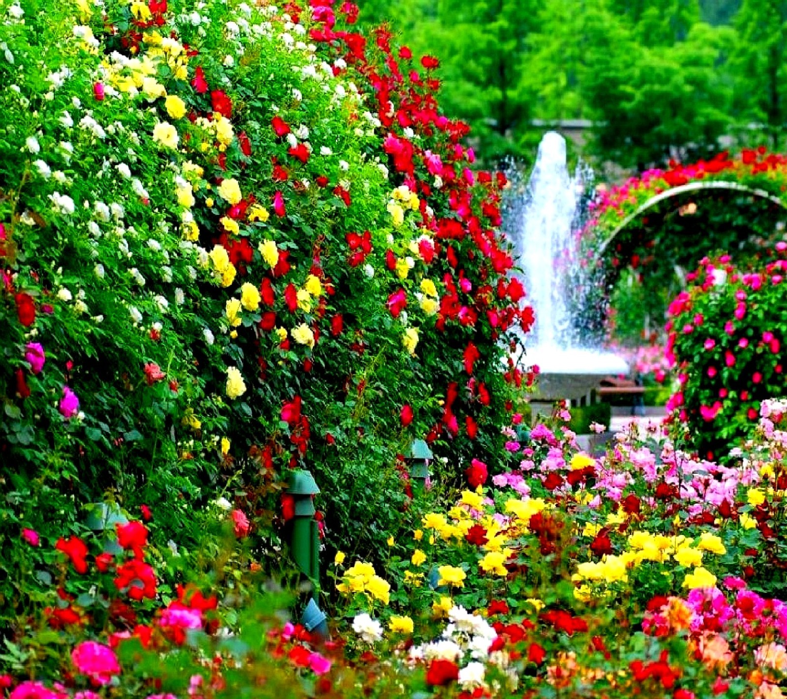 A close up of a garden with a fountain and lots of flowers (nature)