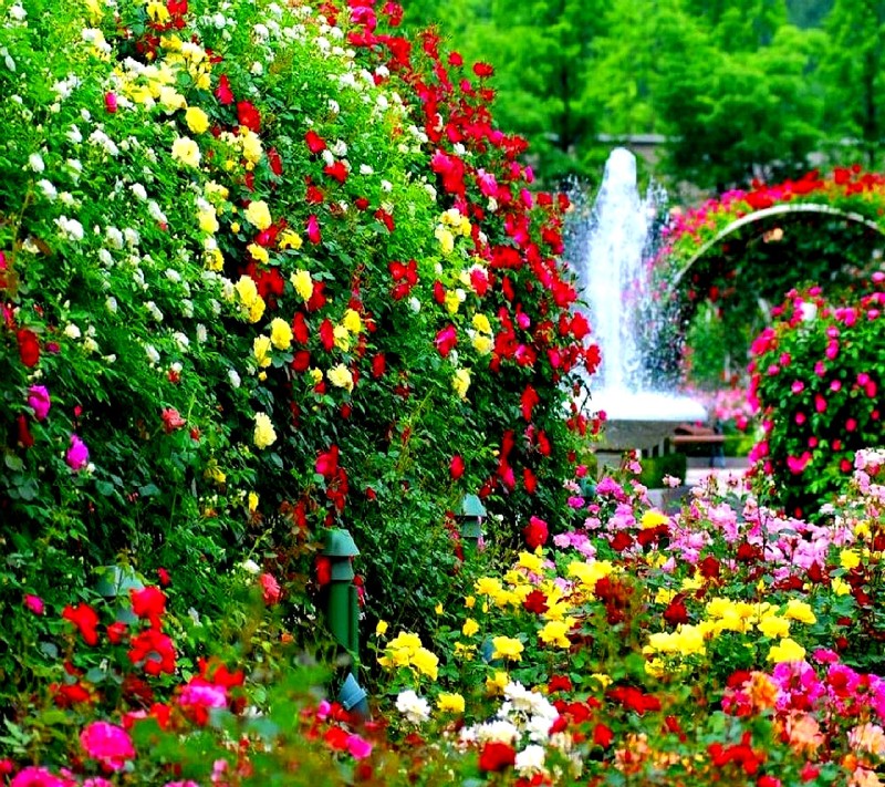 Un gros plan d'un jardin avec une fontaine et beaucoup de fleurs (nature)