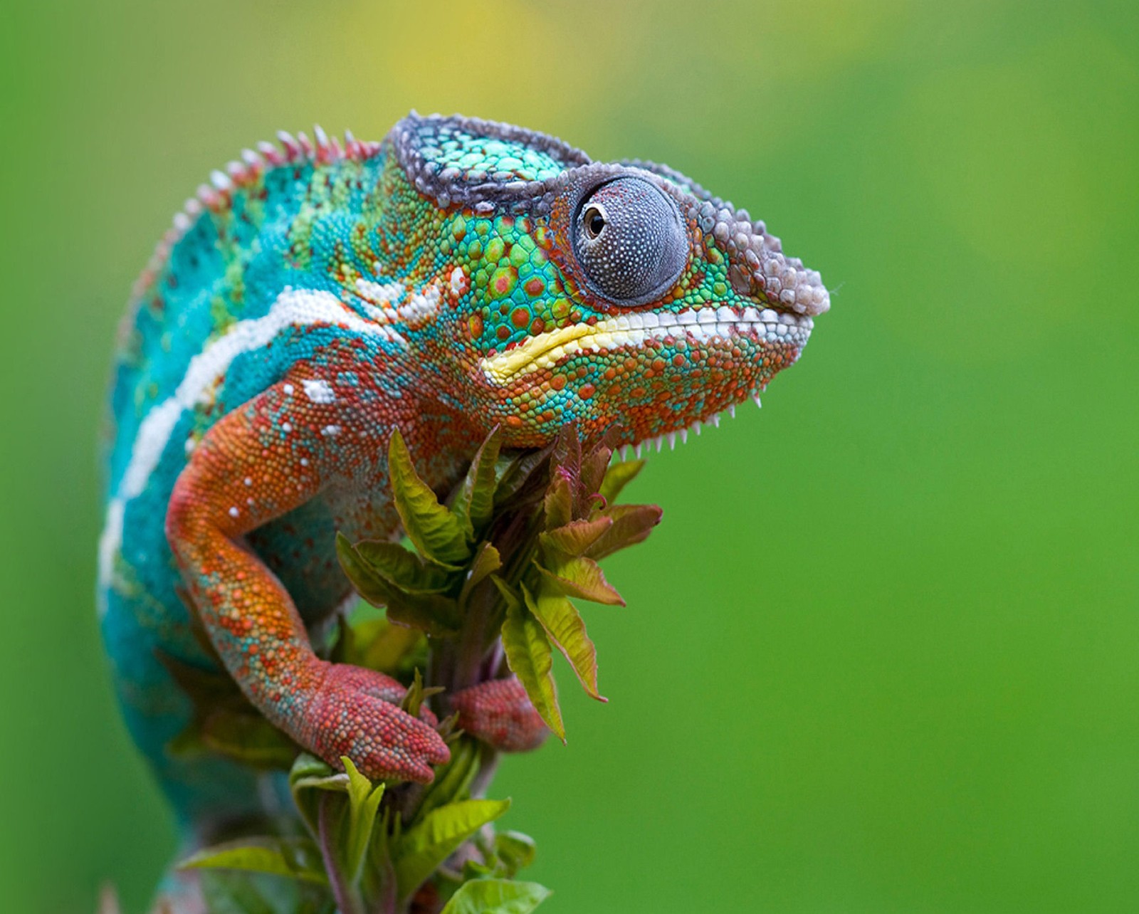 Araffe sitting on a branch with a green background (beautiful, chameleon)