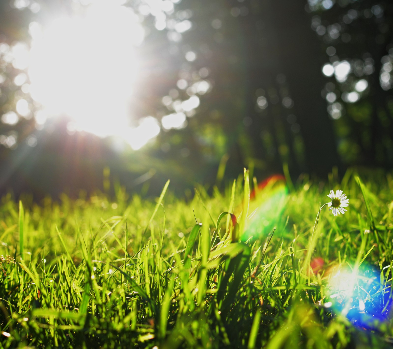 Lade gänseblümchen, blume, gras, frühling, sonne Hintergrund herunter